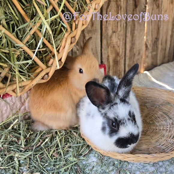 Love Bunnies? Follow My YouTube Channel @ForTheLoveofBuns - Picture 3 of 6